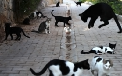 A Better Way to Herd Cats