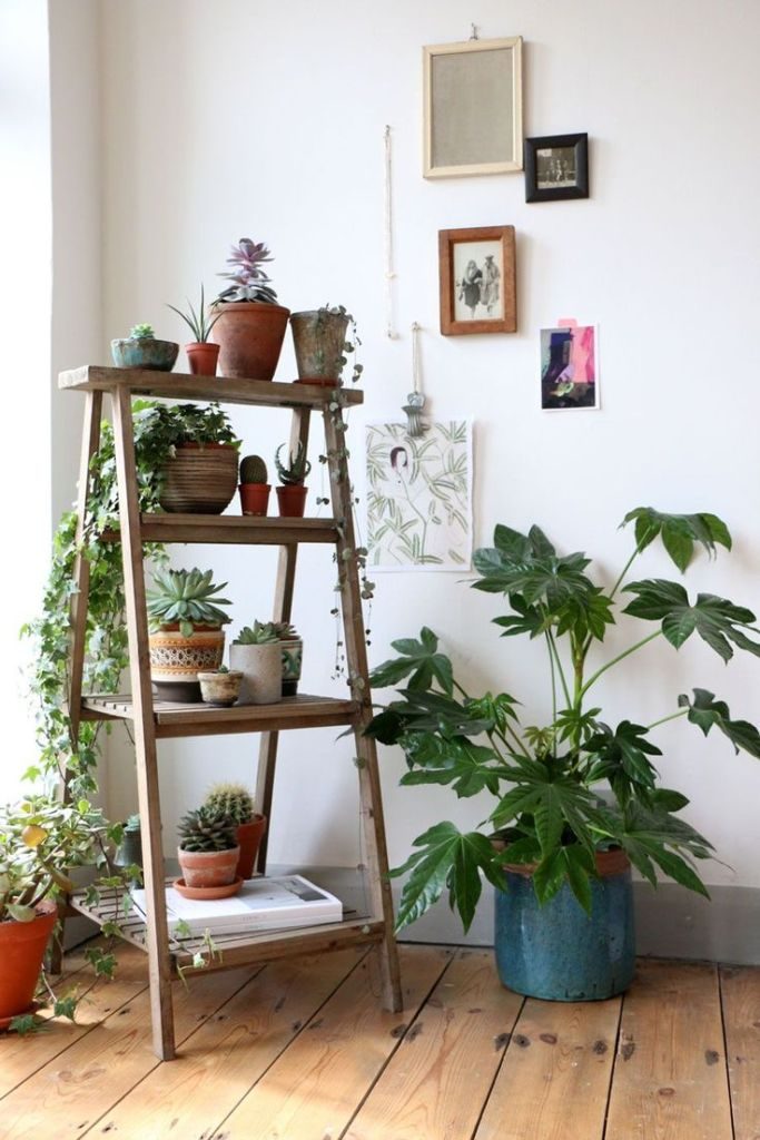 indoor plants